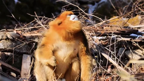 Wild Golden Monkey Troop Socializing and Grooming 库存影片 335011908