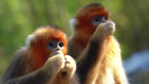Wild Golden Snub Nosed Monkey Troop in Forest 4K Video stock 335004703