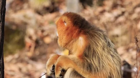 Wild Golden Snub Nosed Monkey Troop in Forest 4K(1) Stock-Footage 335007758