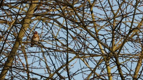 Wild Goldfinch Bird In Tangle Of Branches In Winter Tree With Copy Space Stock Footage 123421889
