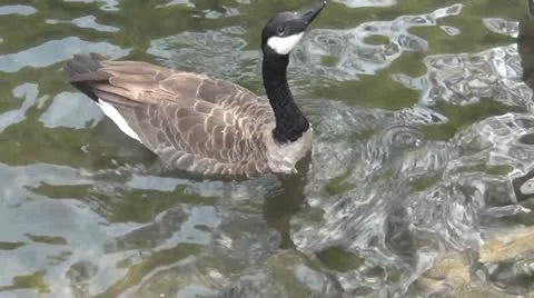 Wild Goose 1.mp4 库存影片 12556524