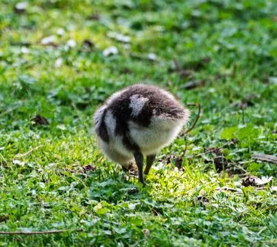 Wild goose chick Stock Photos