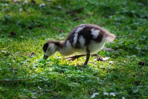 Wild goose chick Stock Photos