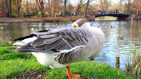 Wild goose close up. Stock Footage 254743117
