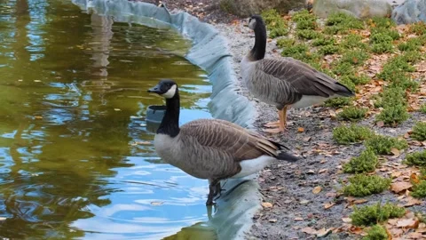 Wild goose drinking water from pond in park Stock Footage 220686774