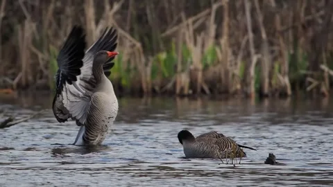 Wild goose flapping wings slow motion Video stock 291075686