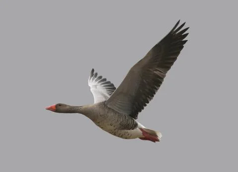 Wild goose in flight Stock Photos