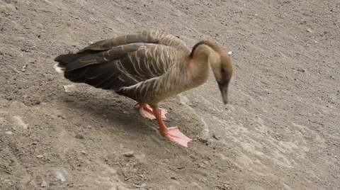 Wild Goose Stock Footage 45379452