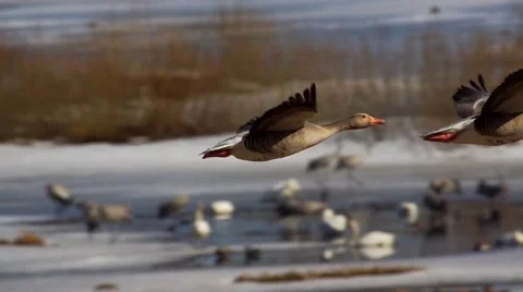 Wild goose Stock Footage 45428412