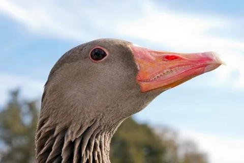 Wild goose head Stock Photos