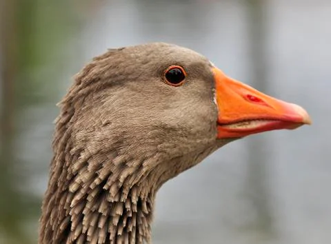 Wild goose Stock Photos