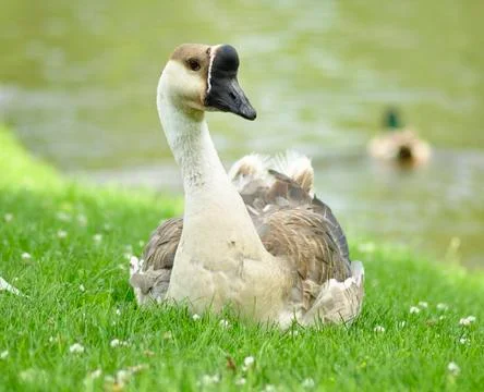 Wild goose Fotos Stock