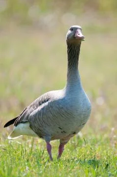Wild goose Foto stock