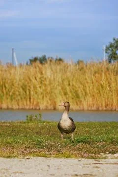 Wild goose Stock Photos
