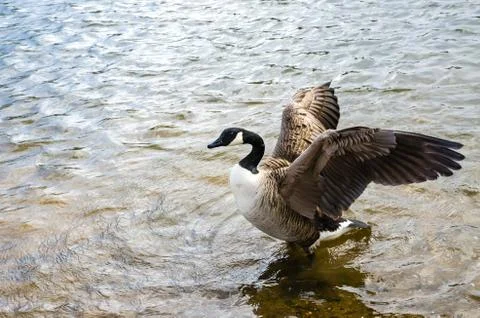 Wild goose Stock Photos
