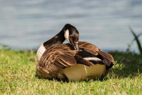 The wild goose. Stock Photos