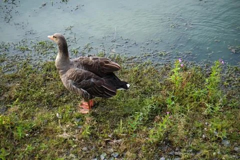 Wild goose Stock Photos