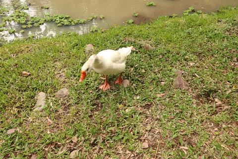 Wild goose Stock Photos