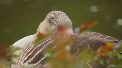 Wild goose sleeps Stockbeeldmateriaal 37824917