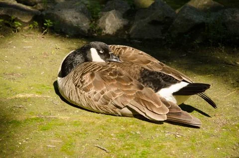 A wild goose sleeps on the ground. Close-up Stock Photos