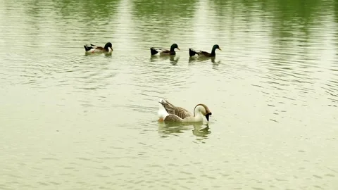 Wild Goose was left alone by three ducks Stock Footage 332856093