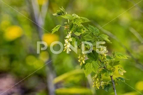 Wild gooseberry flowers. Ribes uva-crispa wild gooseberry flowers. Ribes u... Stock Photos