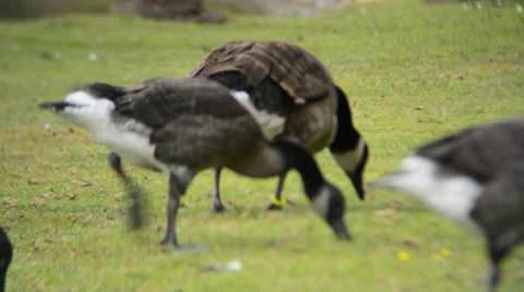 Wild gooses graze the grass Stock Footage 39818789