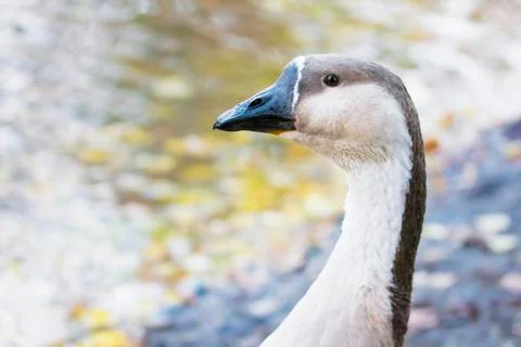 Wild goose's head Stock Photos