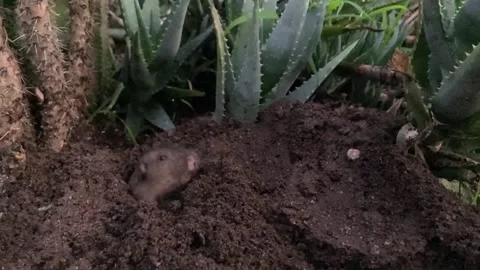Wild Gopher Digging Out a Burrow in a Succulent Garden Vídeo Stock 322854978