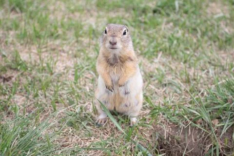 Wild gopher groundhog staying on grass Stock Photos