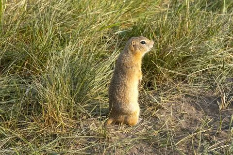 Wild gopher or ground squirrel in the grass Stock Photos