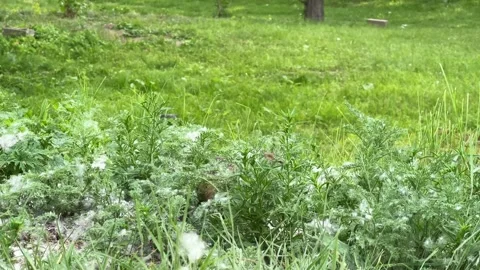 A wild gopher peeks out from behind the grass and runs away Stock Footage 337538723