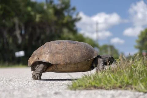 Wild Gopher tortoise crossing rural street in southern Florida. Endangered .. Stock Photos