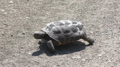  Wild Gopher Tortoise, Florida, USA Stock Footage 243689599