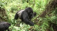 Wild Gorilla Animal Rwanda Africa Tropical Forest Stock Footage