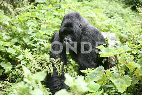 Wild Gorilla animal Rwanda Africa tropical Forest Stock Photos