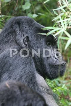 Wild Gorilla animal Rwanda Africa tropical Forest Stock Photos