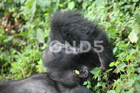 Wild Gorilla animal Rwanda Africa tropical Forest Stock Photos