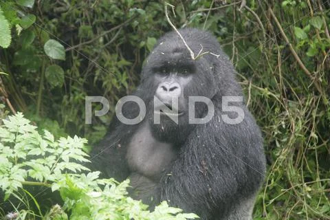 Wild Gorilla animal Rwanda Africa tropical Forest Stock Photos