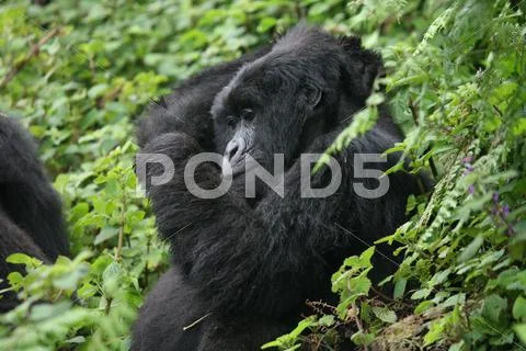 Wild Gorilla animal Rwanda Africa tropical Forest Stock Photos