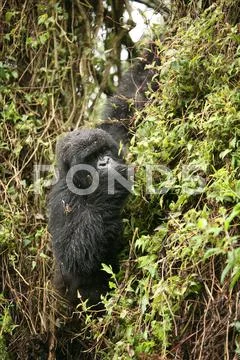 Wild Gorilla animal Rwanda Africa tropical Forest Stock Photos