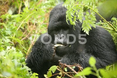 Wild Gorilla animal Rwanda Africa tropical Forest Stock Photos