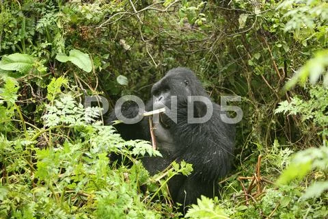 Wild Gorilla animal Rwanda Africa tropical Forest Stock Photos