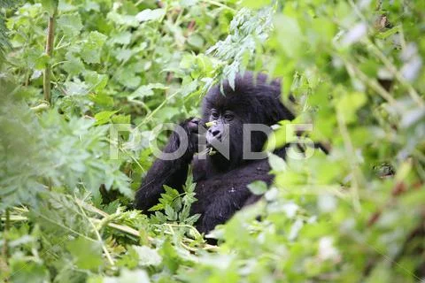 Wild Gorilla animal Rwanda Africa tropical Forest Stock Photos