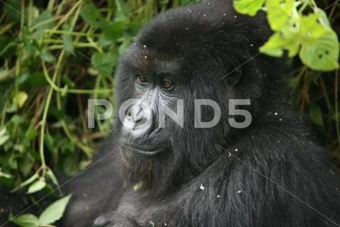 Wild Gorilla animal Rwanda Africa tropical Forest Stock Photos
