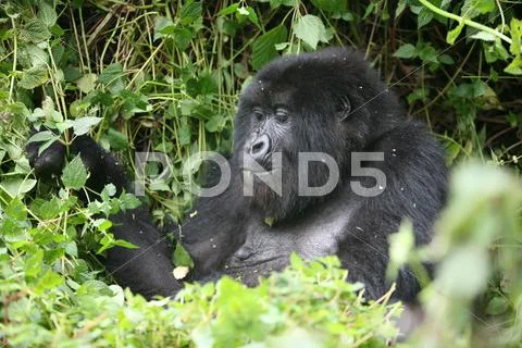 Wild Gorilla animal Rwanda Africa tropical Forest Stock Photos