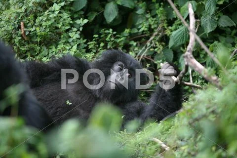 Wild Gorilla animal Rwanda Africa tropical Forest Stock Photos
