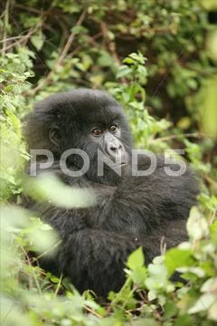 Wild Gorilla animal Rwanda Africa tropical Forest Stock Photos