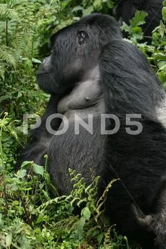 Wild Gorilla animal Rwanda Africa tropical Forest Stock Photos