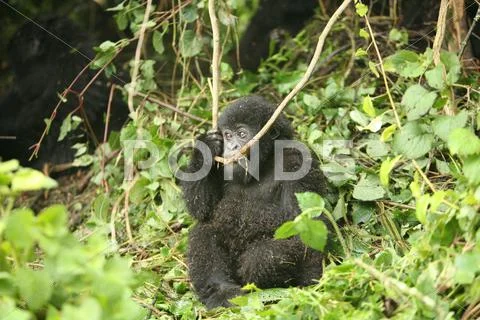 Wild Gorilla animal Rwanda Africa tropical Forest Stock Photos